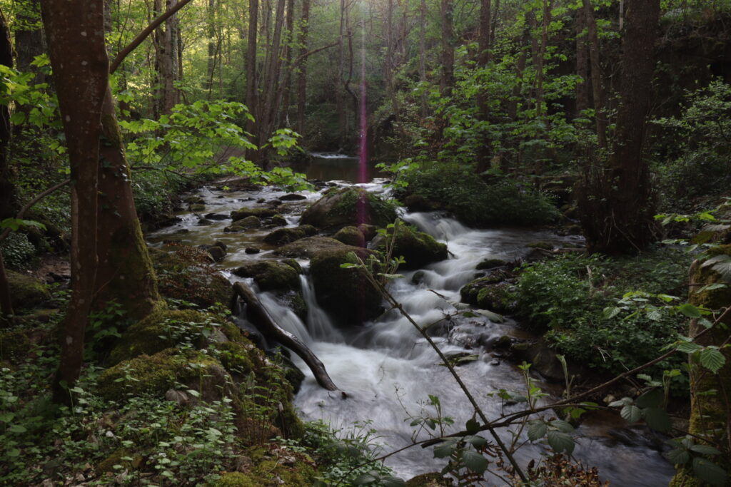 Forêt enchantée avec rivière